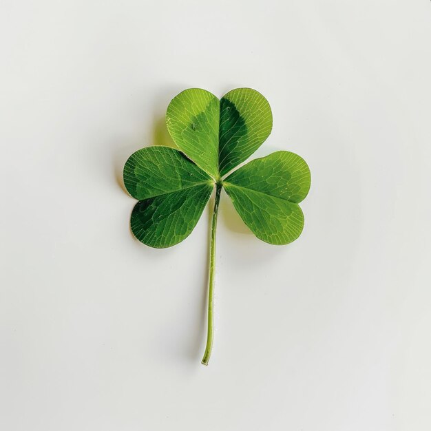 Shamrock quattro foglie di trifoglio isolato su uno sfondo pianeggiante per il giorno di San Patrizio