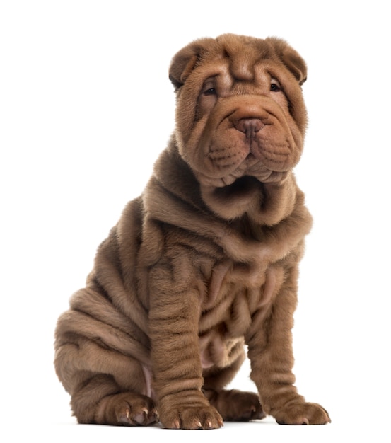 Sharpei seduto davanti a un muro bianco