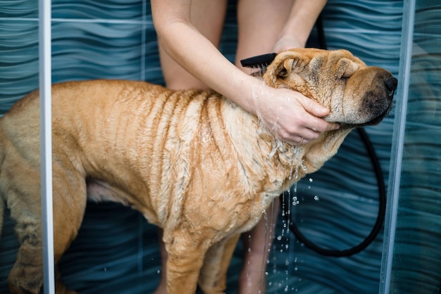 Sharpes fa il bagno sotto la doccia un cane bagnato e pulito con un'amante che si prende cura di un animale domestico