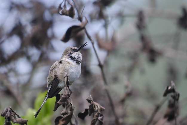 Sheartail peruviano Thaumastura cora giovane maschio solitario appollaiato su alcuni rami