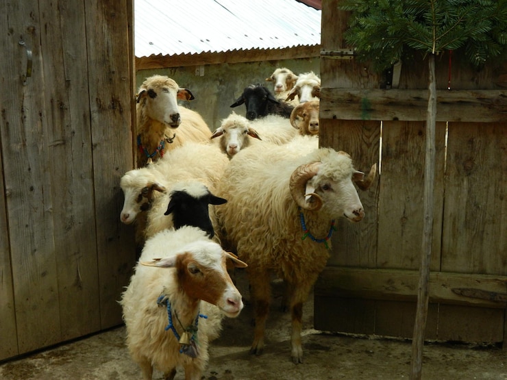Photo sheep walking through wooden gate