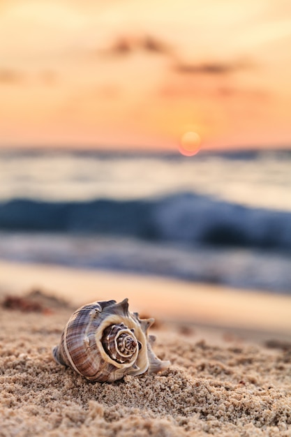 Shell a spirale su una spiaggia tropicale sabbiosa ad alba nel Messico, composizione verticale