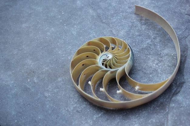 Shell nautilus pearl fibonacci sequence symmetry cross section spiral structure golden ratio