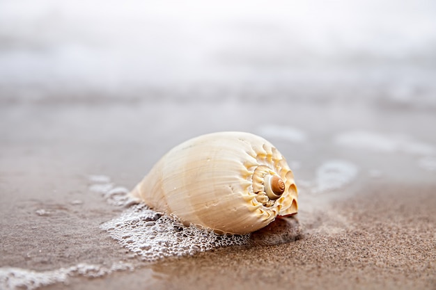 Shell sulla spiaggia