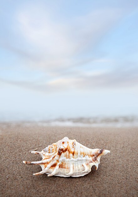 Shell sulla spiaggia