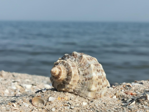 shell sulla spiaggia