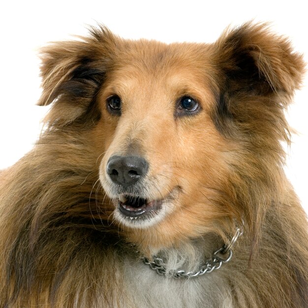 Sheltie