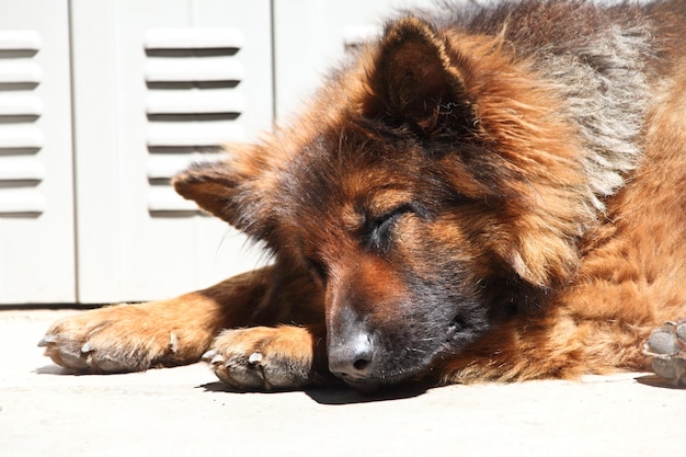 Shepard tedesco che dorme