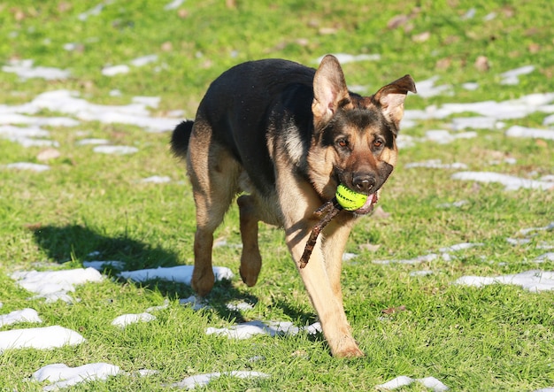 sheperd tedesco al parco