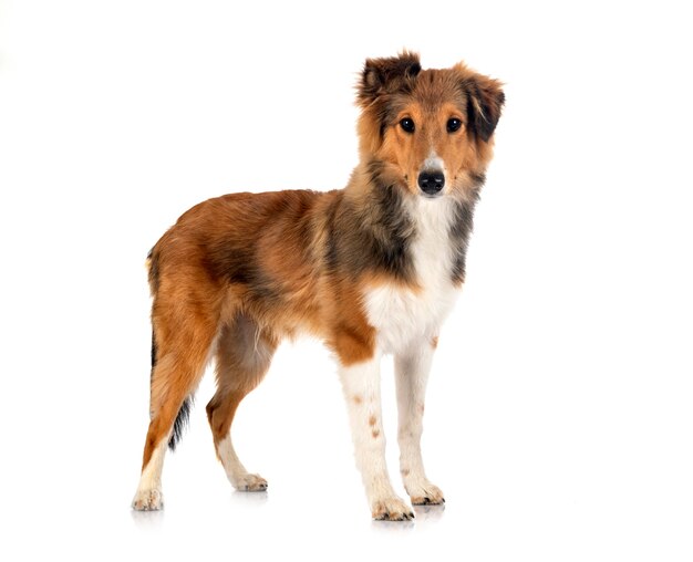 Shetland Sheepdog davanti a sfondo bianco