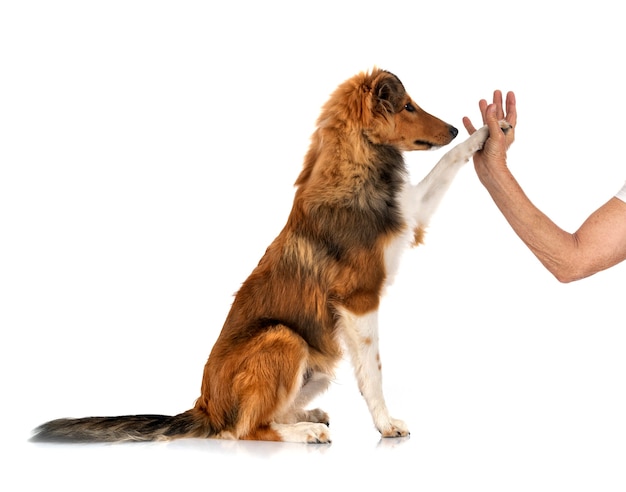 Shetland Sheepdog davanti a sfondo bianco