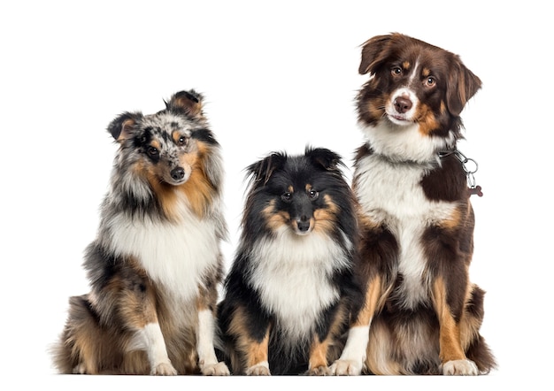 Shetland Sheepdog e Australian Shepherd, cani in fila, sfondo bianco