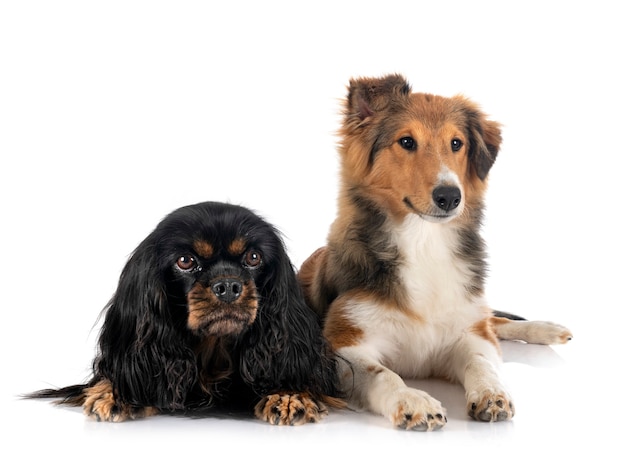 Shetland Sheepdog e Cavalier King Charles davanti a sfondo bianco