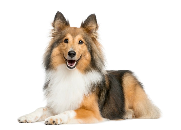 Shetland Sheepdog sdraiato davanti a un muro bianco