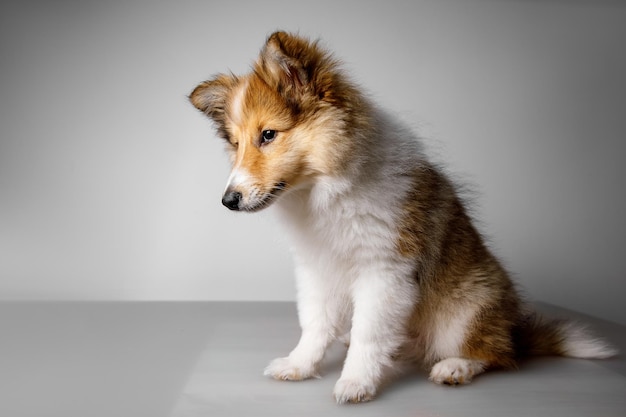 Shetland Sheepdog seduto su sfondo grigio