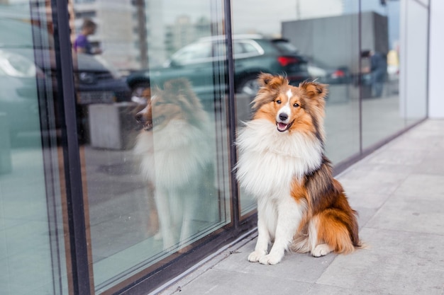 Shetland Sheepdog Sheltie cane in città