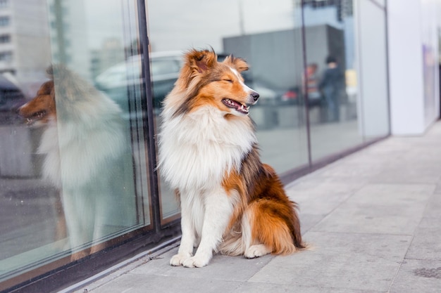 Shetland Sheepdog Sheltie cane in città