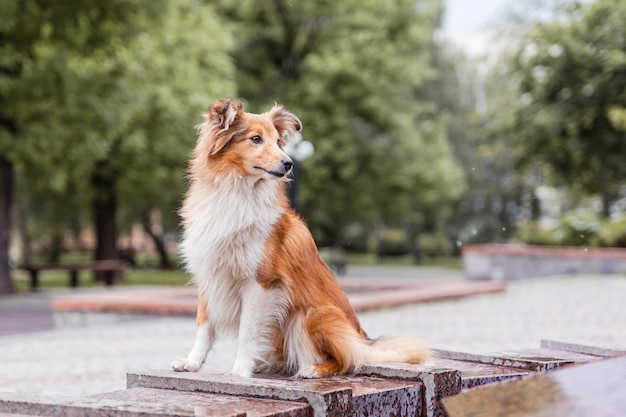 Shetland Sheepdog Sheltie cane nella città vecchia