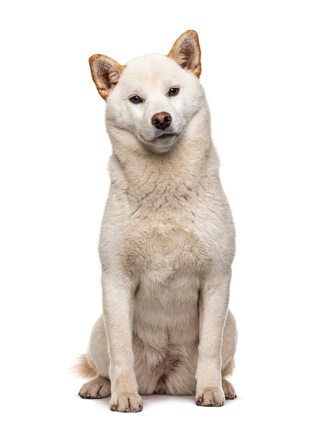 Shiba Inu bianco seduto isolato su bianco