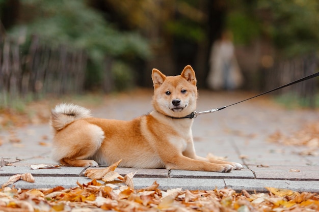 Shiba inu cane all'aperto. Collezioni Autunno Autunno. Cane a passeggio