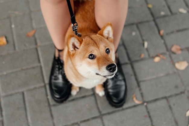 Shiba inu cane all'aperto. Collezioni Autunno Autunno. Cane a passeggio