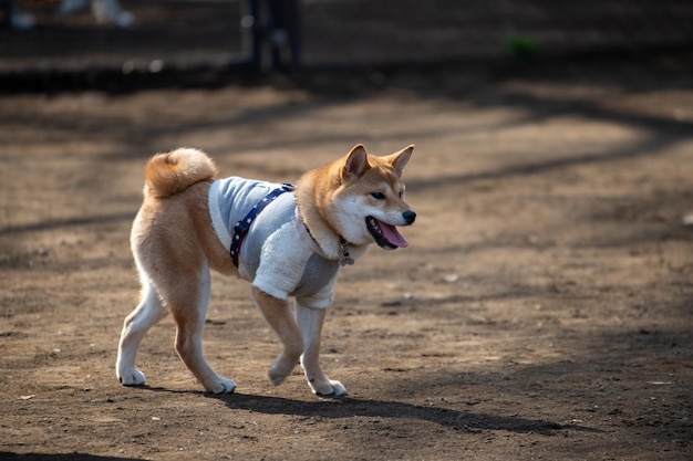 Shiba Inu cane che corre in un parco Shiba Inu cane che corre all'aperto in un collare