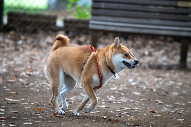 Shiba Inu cane che corre in un parco Shiba Inu cane che corre all'aperto in un collare