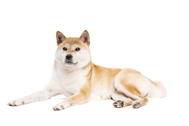 Shiba Inu cane di razza giapponese