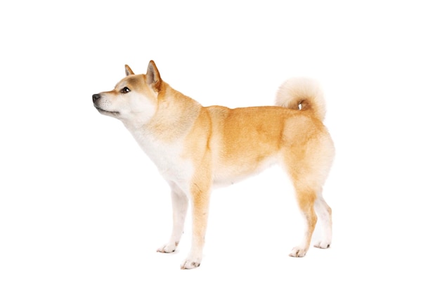 Shiba Inu cane di razza giapponese