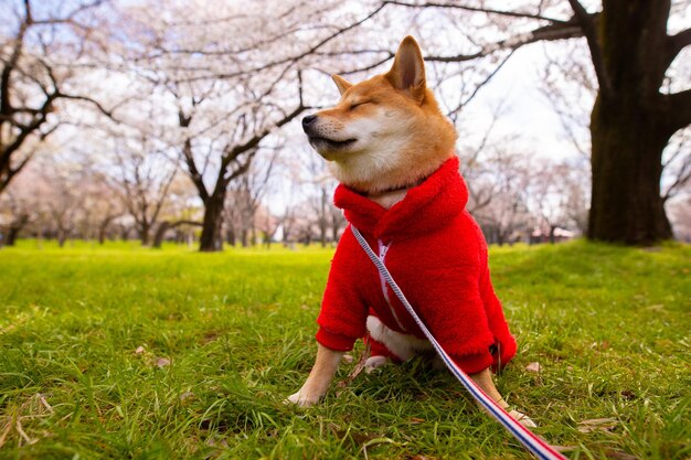 Shiba inu cane in piedi sull'erba nel parco cane in uno sfondo di erba e albero verde