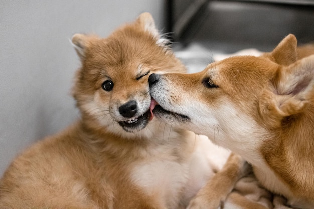 Shiba inu cucciolo e madre shiba inu