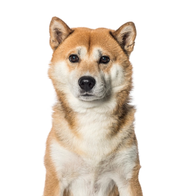 Shiba Inu davanti a sfondo bianco