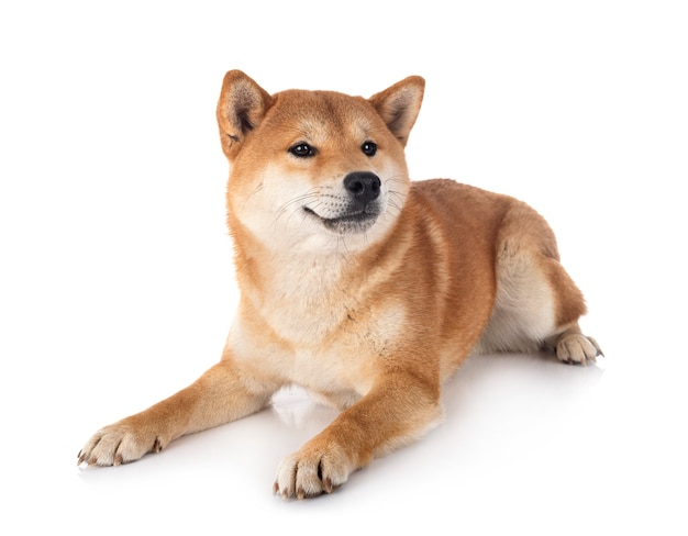 Shiba inu davanti a uno sfondo bianco