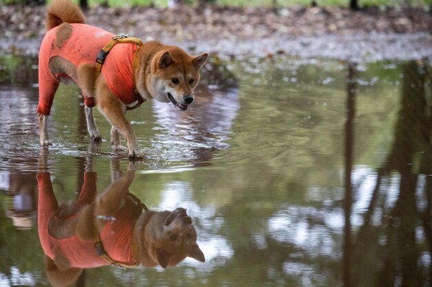 Shiba inu dog agitando l'acqua Shiba inu dog in uno sguardo all'acqua