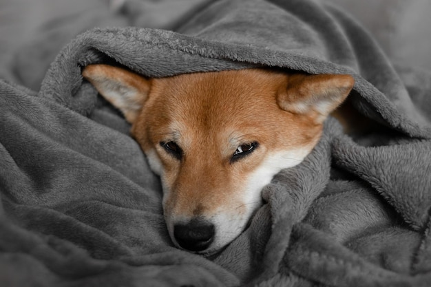 Shiba inu dog dormendo sul letto Simpatico cane giapponese shiba inu Il cane dorme su una coperta grigia