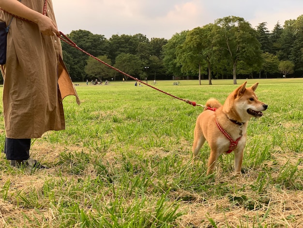 Shiba inu dog in piedi nel parco Shiba inu ritratto all'aperto presso summerdog stand nella foresta