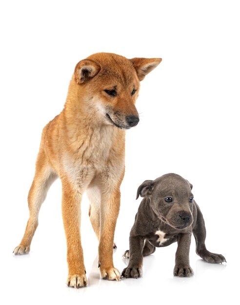 Shiba inu e staffie