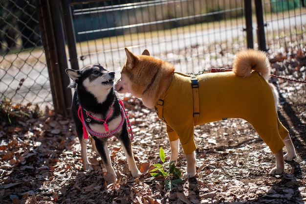 Shiba Inu gioca con Schipperke nel cane con il bastone nel parco autunnale