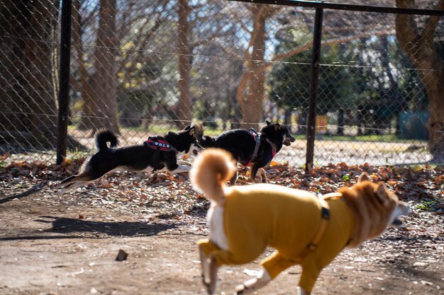 Shiba Inu gioca con Schipperke nel cane con il bastone nel parco autunnale