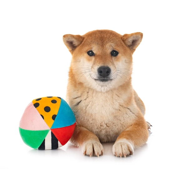 shiba inu in studio