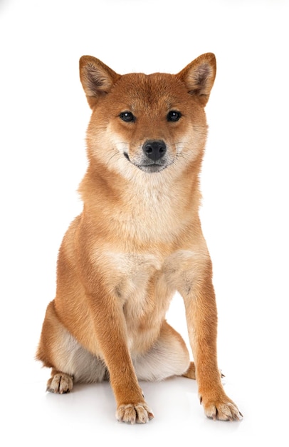 shiba inu in studio