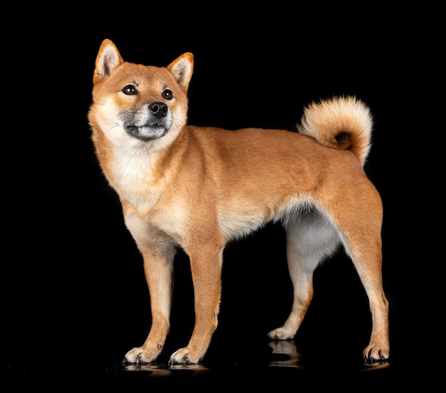 shiba inu in studio