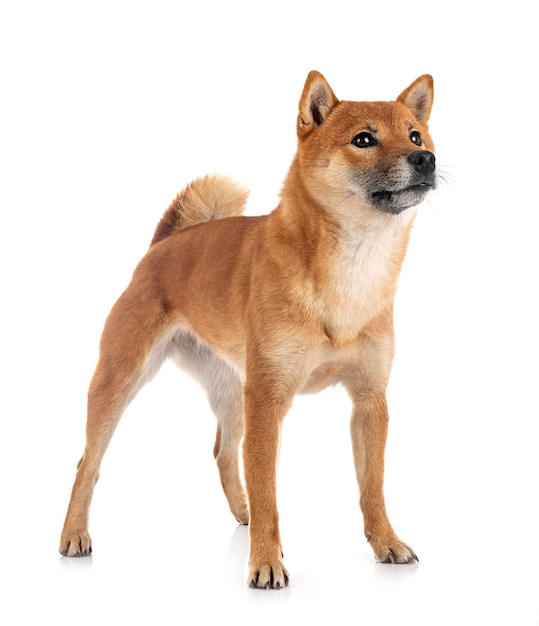 shiba inu in studio