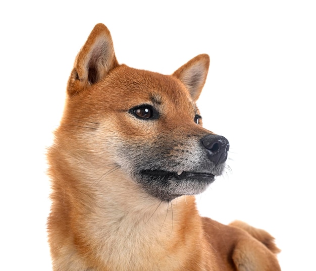 shiba inu in studio