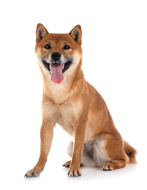 shiba inu in studio