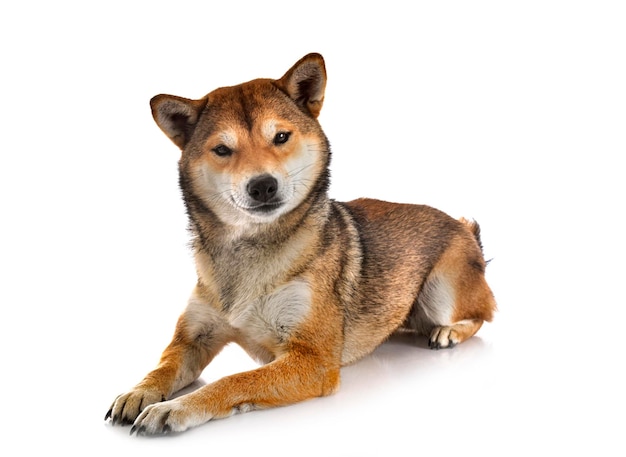 shiba inu in studio