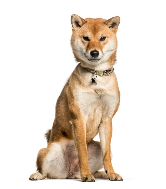 Shiba Inu indossa un collare seduto su uno sfondo bianco