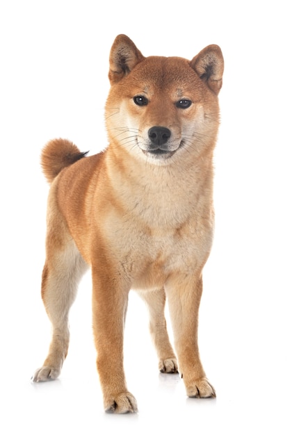 Shiba inu isolato su bianco