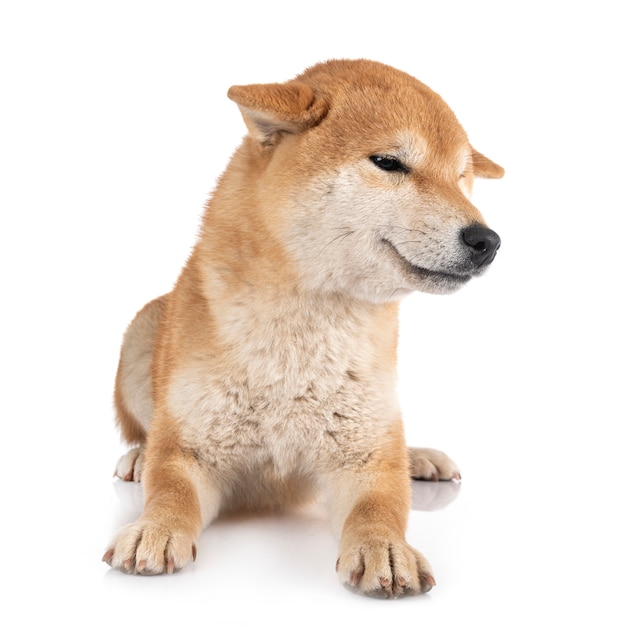 Shiba Inu isolato