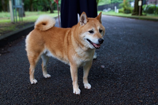 Shiba inu ritratto all'aperto in estate in piedi nel parco nella foresta